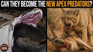 These Invasive and Hybrid Animals Are Becoming New Apex Predators