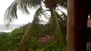 coconut water