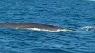 Whale off the coast of Portugal