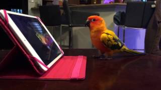 Bird Reacts To "The Bird Bathes"