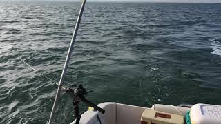 Walleye trolling, Lake Erie, 10-14-17