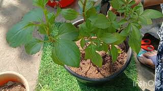 डहलिया  के पौधे की चार अवस्थाएँ: /stage .Germination vegetative groth flowering dormancy. 