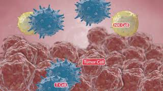 Immune Response Against Cancer WM | VRMedMotionLab | 3D Bacterial Animation