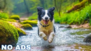 12 Hours of Dog Calming Music for Dogs 💖 Separation Anxiety Relief Music for Dogs 🐶🎵 dog music