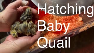 ⭐ Baby Quail Hatch and Walk for the First Time 🐣