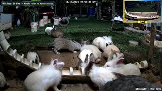 Seize The Middle Spot Episode 2 - By alashiiii #bunny