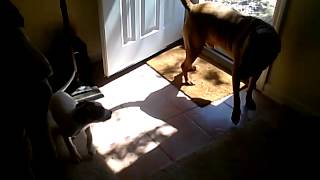 Pitbull puppy sniffs butt