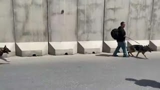 US Military Dogs Evacuated From Kabul