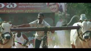 Most Amazing Video(Bull Race)