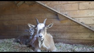 The Happy Herd Farm Sanctuary - Short Documentary