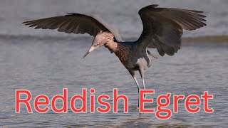 Reddish Egret Catching Fish - The Dance