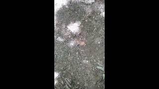 A glimpse at my woodland garden and a brief introduction