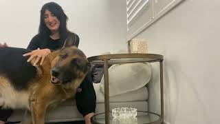 German Shepherd loves hugs!
