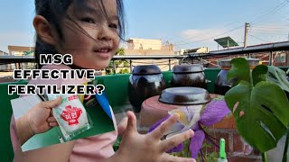 NAG DILIG SA HALAMAN | VETSIN FERTILIZER SA HALAMAN NG KOREAN 🇰🇷?