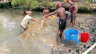 Viral Net Fishing Videos | Best Cast Net Fishing Catching Big Bish With Cast  Net Fishing | SHUVO