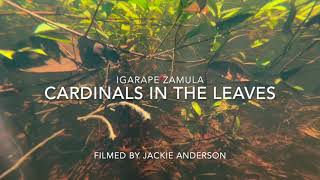 Cardinals in the Leaves