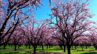 Vivaldi Spring (Full HD) Classical music