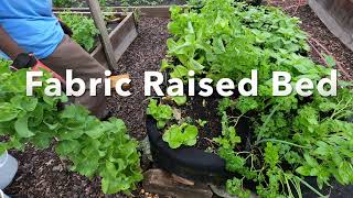 Growing Vegetables in a Fabric Raised Bed, Transplanting Tips You Can’t Miss
