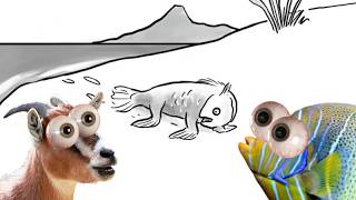 PROOF evolution makes NO SENSE