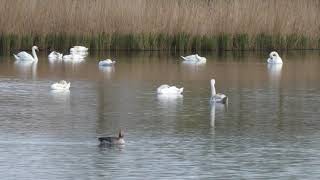 Swan lake