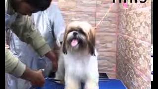Grooming Must for Dogs
