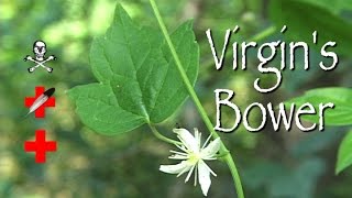 Virgin's Bower: Poison, Medicinal & Other Uses