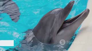 What is the life cycle of dolphins? Today we answer this question with me / L.B.R Sciences