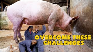 HOW TO MANAGE PIGS IN AGRIBUSINESS PIG FARMING | SMALL SCALE PIG FARMING | SMALL FARM