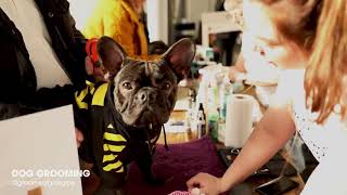 Trespaws - Influencer Event