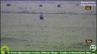 Ndutu and Ngorongoro Crater Live Streaming