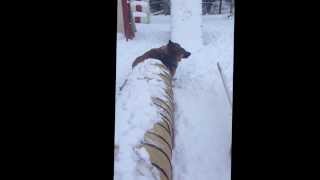 Peter Branch Dog Training