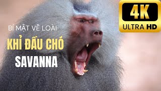 Discover the Secret Life of Baboons
