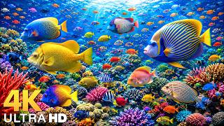 AQUARIUM 4K (ULTRA HD)-Beautiful Fish Swimming & Colorful Sea Life Video🐠Peaceful Relaxing Music...