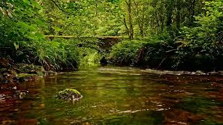 3 HOURS OF RELAXING FOREST STREAM SOUNDS AND BIRDSONG 🌿NATURAL WHITE NOISE