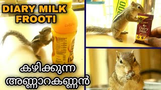 Squirrel Eating Diary Milk And Drinking Frooti|Diary milk frooti കഴിക്കുന്ന അണ്ണാർക്കണ്ണൻ