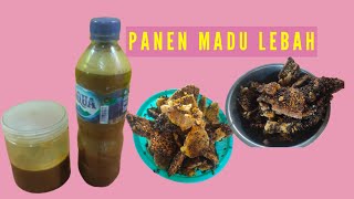 Cara unik memeras madu langsung dari sarang dirumah