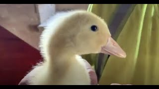 🇺🇸 Another CRAZY Day at Freedom Farms in Upstate New York!