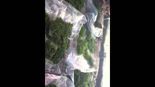 Moss on mesh shipment part 1