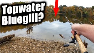 TOPWATER Bluegill Fishing! Yes It's a THING!