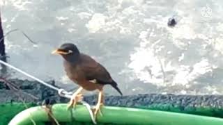 Bird songs calls and sounds | Baby myna call song sound | #baby_bird