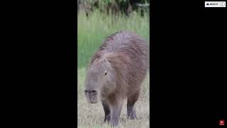 The Capybara Song Official Music video