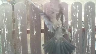 The stupidest bird I ever seen, EPIC FAIL :))