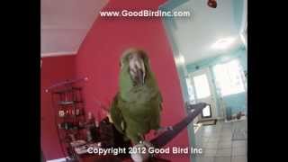 My Parrot Can do Math Problems