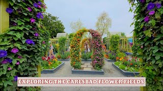 Carlsbad Flower Fields: A Colorful Day Trip from San Diego