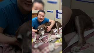 119 dog years old of Labrador Retriever