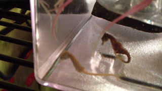 Two dwarf seahorses day one