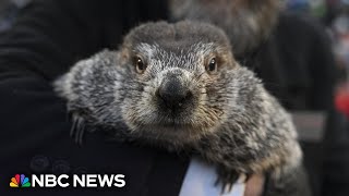 LIVE: Punxsutawney Phil makes 2026 Groundhog Day prediction | NBC News