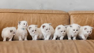 Meet the Kittens from the 'Q' Litter