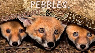 meet croissant, pebbles, and bean