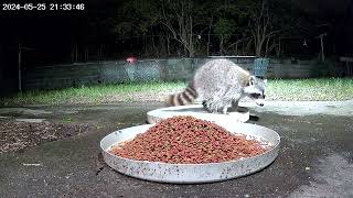 Dinner time with our raccoon friend